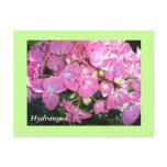 Hydrangea - postcard