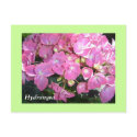 Hydrangea - postcard