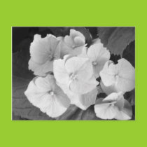 Hydrangea Postcard postcards