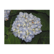 Hydrangea postcards by princessklb07 Hydrangea postcards