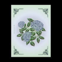 Hydrangea Postcard