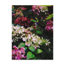 Hydrangea Postcard
