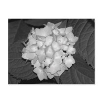 Hydrangea postcards by princessklb07 Hydrangea postcards