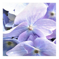 Hydrangea posters