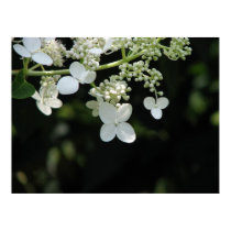 Hydrangea posters by iiiyaaa Hydrangea posters