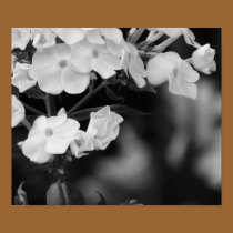 Hydrangea posters