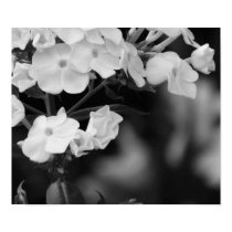Hydrangea posters by iiiyaaa Hydrangea posters