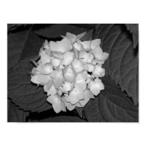 Hydrangea posters by princessklb07 Hydrangea posters