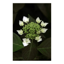 Hydrangea posters by iiiyaaa Hydrangea posters