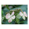Hydrangea posters