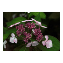 Hydrangea posters by iiiyaaa Hydrangea posters