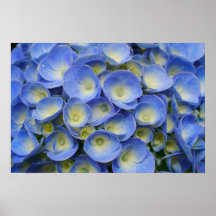Hydrangea Poster