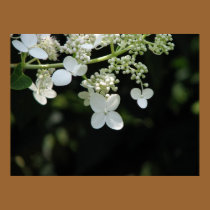 Hydrangea posters