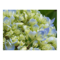 Hydrangea Print by rdwnggrl Hydrangea Print