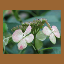 Hydrangea posters