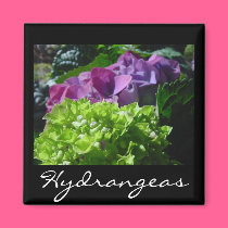 Hydrangea magnets