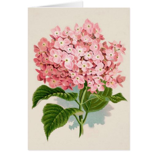 Hydrangea rosado del vintage felicitación