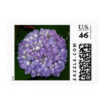 Hydrangea Stamp