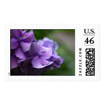 Hydrangea Stamp