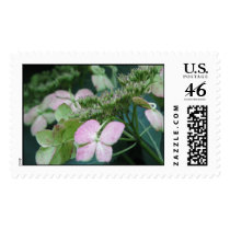 hydrangea variety postage by iiiyaaa hydrangea variety postage