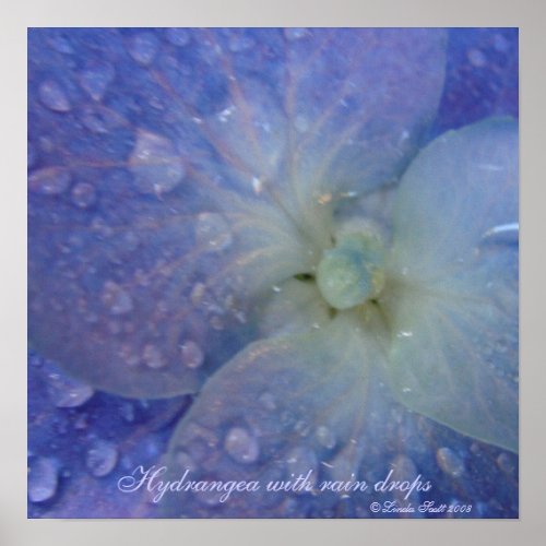 Hydrangea with rain drops print