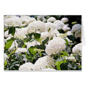 Hydrangeas cards