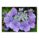 Hydrangeas cards