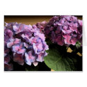 Hydrangeas cards