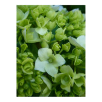 Hydrangeas in Green posters by momasart Hydrangeas in Green posters