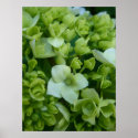 Hydrangeas in Green by momasart