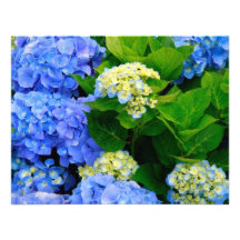 Hydrangeas Invites