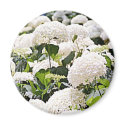 Hydrangeas magnets