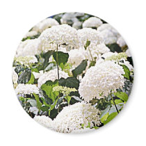 Hydrangeas magnets by gtk88594 Hydrangeas magnets