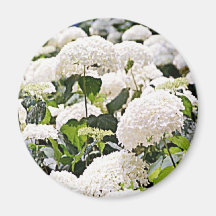 Hydrangeas Magnet