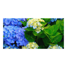Hydrangeas Personalized Photo Card