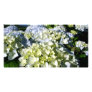 Hydrangeas Custom Photo Card