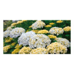 Hydrangeas Photo Cards