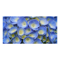 Hydrangeas photo cards