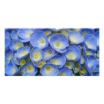 Hydrangeas Photo Card Template