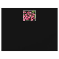 Hydrangeas. Pink Flowers on Black. Flyer