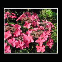 Hydrangeas. Pink Flowers on Black. Photo Cutouts