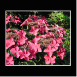 Hydrangeas. Pink Flowers on Black. Photo Sculpture