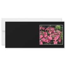 Hydrangeas. Pink Flowers on Black. Rack Cards