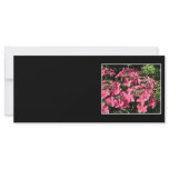Hydrangeas. Pink Flowers on Black. Rack Cards