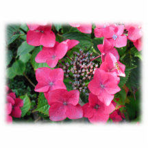 Hydrangeas. Pink Flowers. White. Acrylic Cut Outs