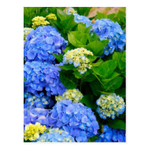 Hydrangeas Post Cards