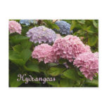 Hydrangeas Post Cards