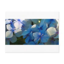 Hydrangeas postcards by RickReed123 Hydrangeas postcards