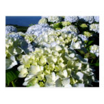 Hydrangeas Postcards