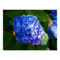 Hydrangeas posters by lollypops_pinstripes Hydrangeas posters